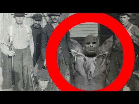 Real BIGFOOT / SASQUATCH x 2 captured & killed Pennsylvania USA circa 1870! (Latest real evidence!)