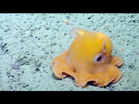 Shy Dumbo Octopus Hides Inside Its Own Tentacles | Nautilus Live