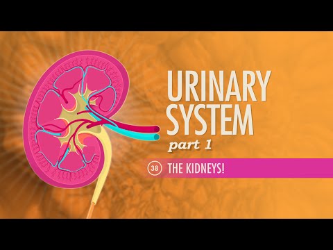 Urinary System, part 1: Crash Course A&P #38