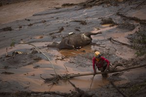 A rescue worker searches for victims next tot he carcass of a dead cow, at the site of the town of Bento Rodrigues, after two dams burst on Thursday, in Minas Gerais state, Brazil, Sunday, Nov. 8, 2015.