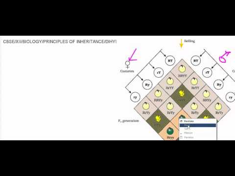 eTuitions CBSE Class XII Biology Chapter 5 Di hybrid Cross