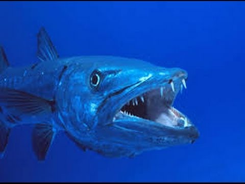 THE BARRACUDA - Animals/Wildlife/Nature (documentary)