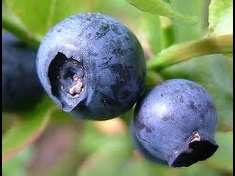 Bilberry powder health benefits - the superfood diet