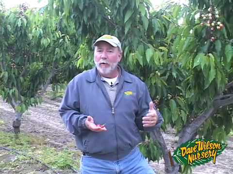 Growing Cherries: Commercial & Home Garden