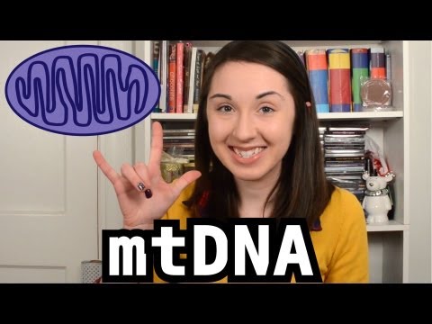 Mitochondrial DNA: Bite Sci-zed