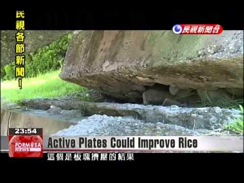 Minerals brought by plate activity in Chihshang could raise quality of rice