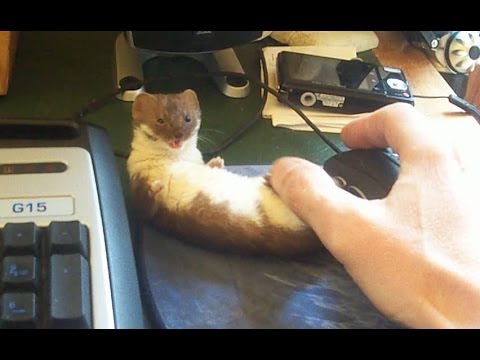 Ozzy the Weasel in: No Gaming For You