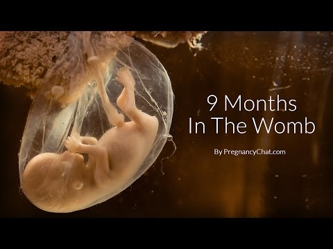 9 Months In The Womb: A Remarkable Look At Fetal Development Through Ultrasound By PregnancyChat.com