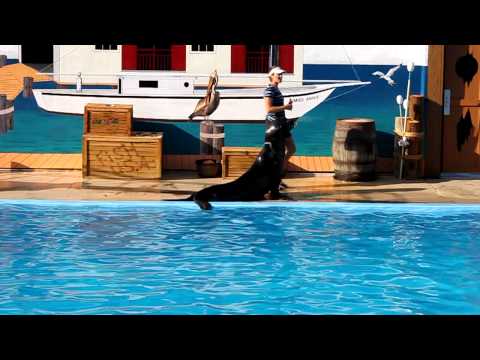 California Sea Lion show at Gulf World Marine Park in Panama City Beach, Florida