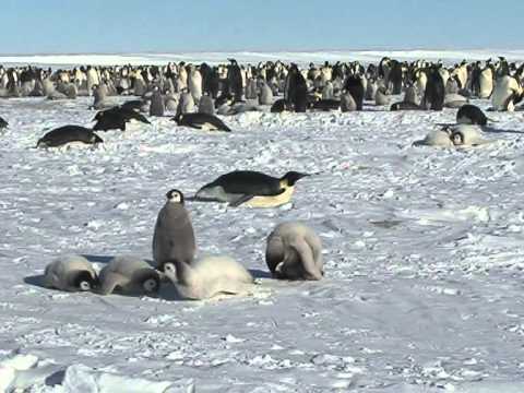 Emperor penguins chicks of Riiser-Larsen Ice Shelf-2010.MPG