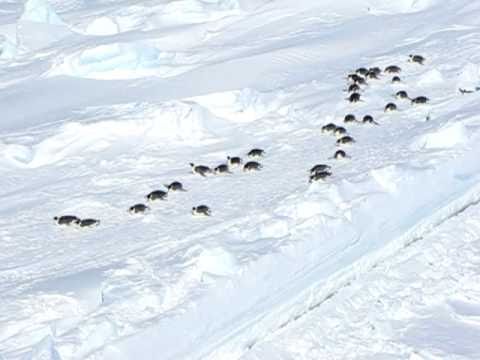 Antarctica-Emperor penguins runs port-side of our ship  Kapitan Khlebnikov-2010