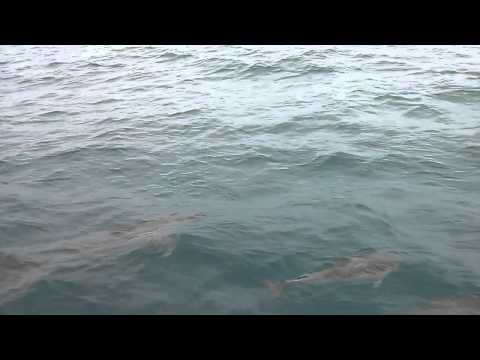 Dolphins dancing on the bow in the Sea of the Hebrides