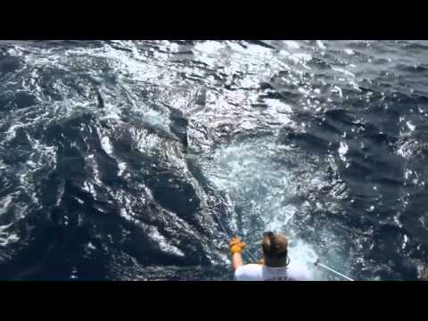 :: Sport Fishing TV :: Marlin Fishing Cape Verde