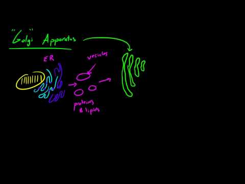 Biology Lecture - 23 - Golgi Apparatus