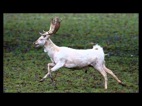 Facts About Fallow Deer