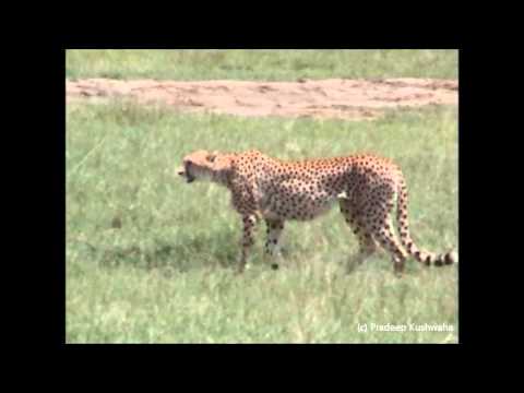 Cheetah chasing Thomson's Gazelle in Ngorongoro Crater