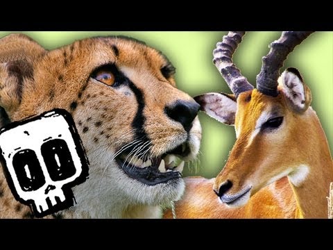 Cheetah vs Gazelle - Deadliest Showdown (Ep 3) - Earth Unplugged