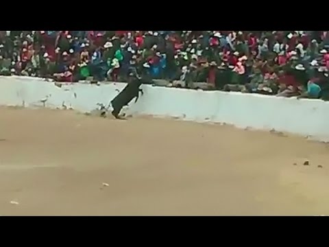 Bull jumps into crowd at bullfight in Peru