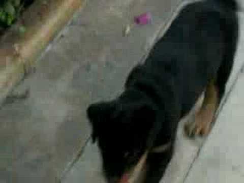 bruce rottweiler puppy 3