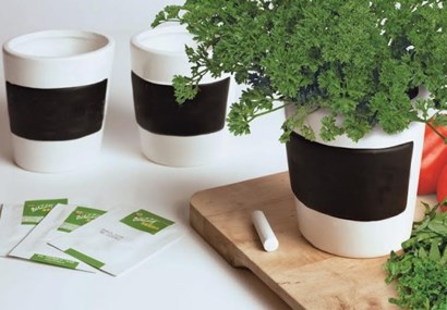 How to grow a herb garden in an apartment