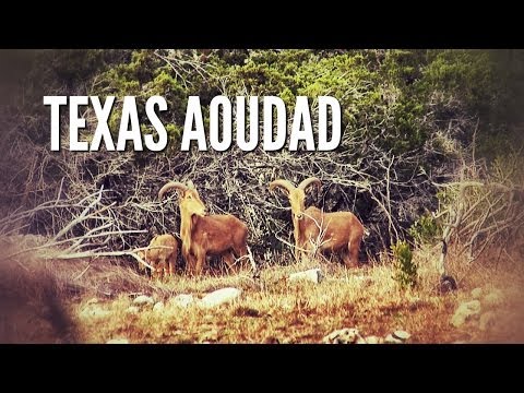 Texas Hill Country Aoudad (Barbary Sheep) with Crossbow