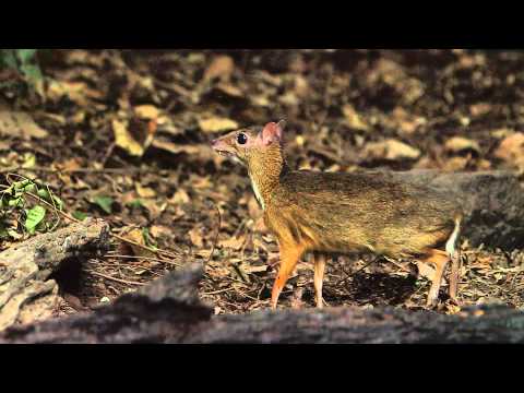 Lesser Mouse-Deer,Pikkukantsilli,Tragulus javanicus,Kaeng Krachan Thailand