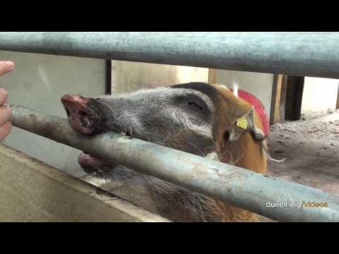 Red river hog training at Durrell wildlife park