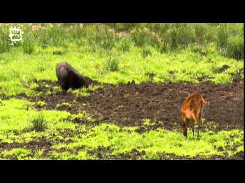 Marshbuck - Sitatunga Tragelaphus spekii)