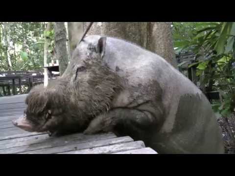 Bearded pig, Borneo - 14th September 2014.