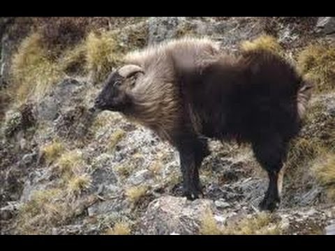 Himalayan tahr hunt new zealand 2013 part 1