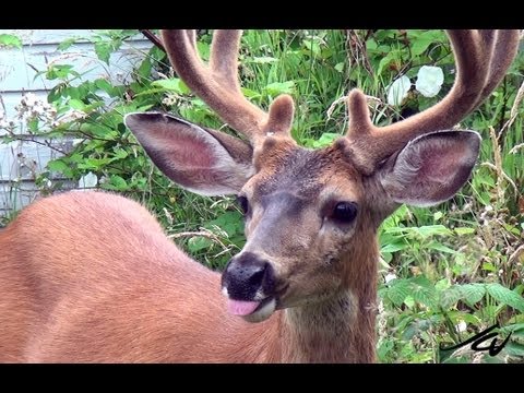 Black-tailed deer - Odocoileus hemionus columbianus