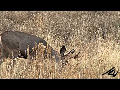 Mule Deer (Odocoileus hemionus) 