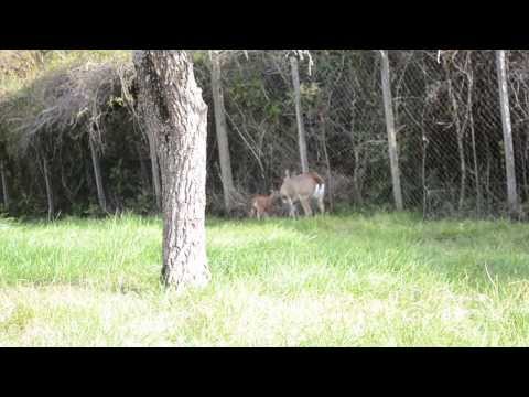 Pampas Deer born in Bioparque M'Bopicuá (Uruguay)