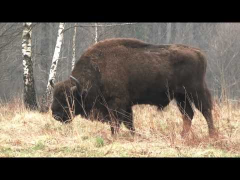 wisent, Bison bonasus, European bison, Bison d 'Europe