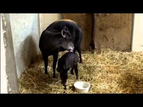 Yellow Backed Duiker Baby - Cincinnati Zoo