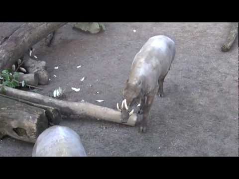 Babirusa is Funny Pig