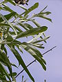 Elaeagnus angustifolia 20050608 861.jpg