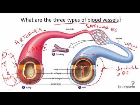 8.7.2 Blood Vessel Structure and Function