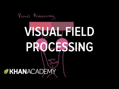 Vision: Visual Field Processing