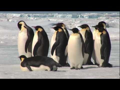 Emperor Penguins in Antarctica