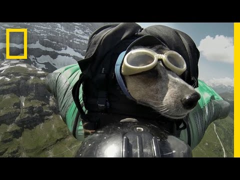 Dean Potter BASE Jumps With His Dog