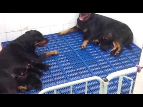 Communal nesting and alloparenting by 2 rottie bitches