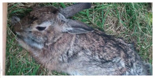 Rabbit Rescued