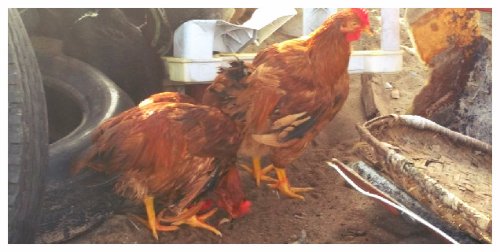 Abandoned Chickens Rescued