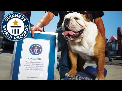 Farewell to Tillman, former fastest dog on a skateboard - Guinness World Records