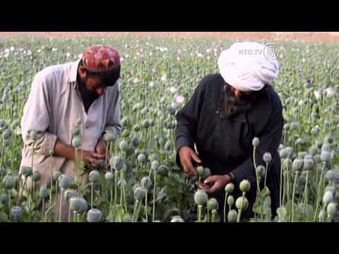 Opium Poppy Cultivation Reaches Record Highs in Afghanistan