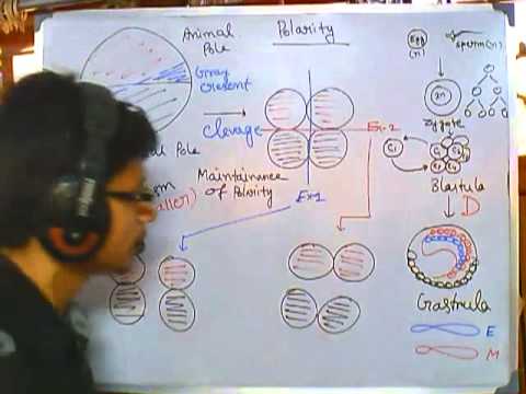 Developmental biology part 2 : clevage of zygote, polarity and differentiation