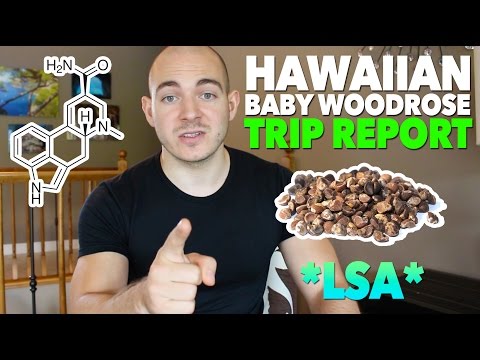 Hawaiian Baby Woodrose Trip Report (LSA)