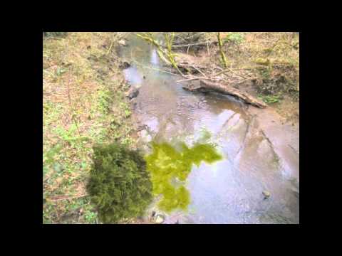 Eutrophication