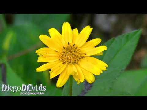 Sphagneticola trilobata (Asteraceae) Vedélia, Wedelia